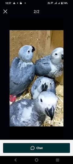 African grey parrot cheeks for sale 03324552771