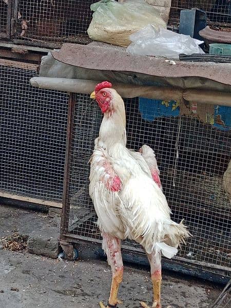 pure white king oh shamo patha for sale. 1