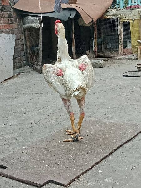 pure white king oh shamo patha for sale. 2