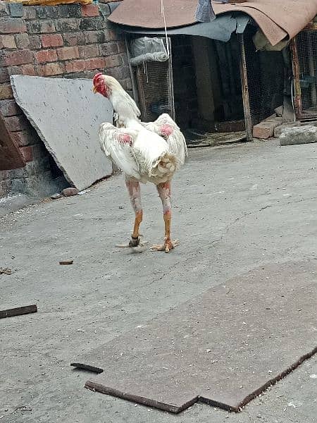 pure white king oh shamo patha for sale. 4