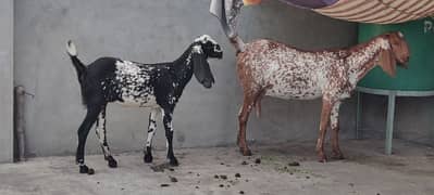 Desi path aur bakri for sale