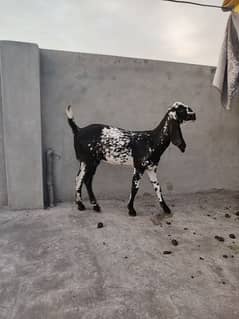 Desi path bakri for sale