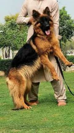 gsd long coat female top quality for sale