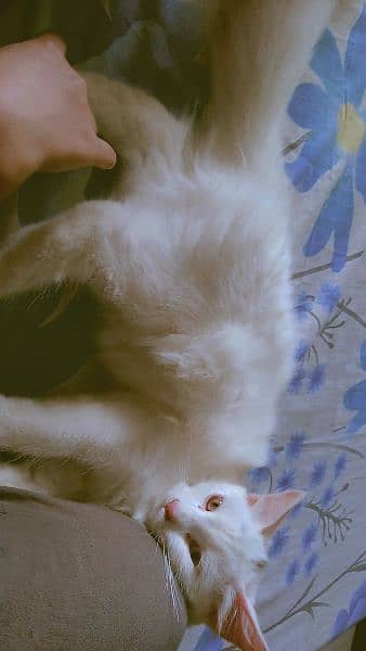 3 coated Persian cat for sale 1