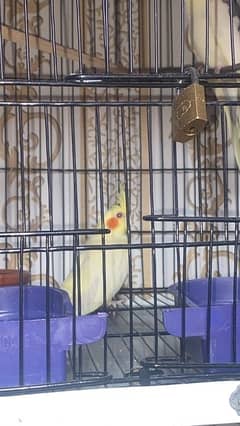 Cockatiel pair with cage breder pair