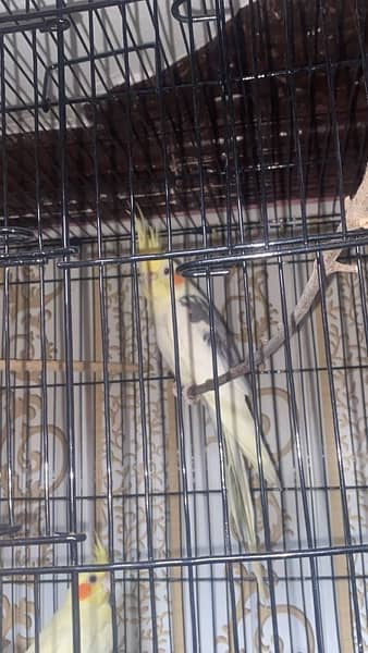 Cockatiel pair with cage breder pair 2