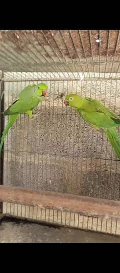 GREEN RINGNECK PARROT PAIR