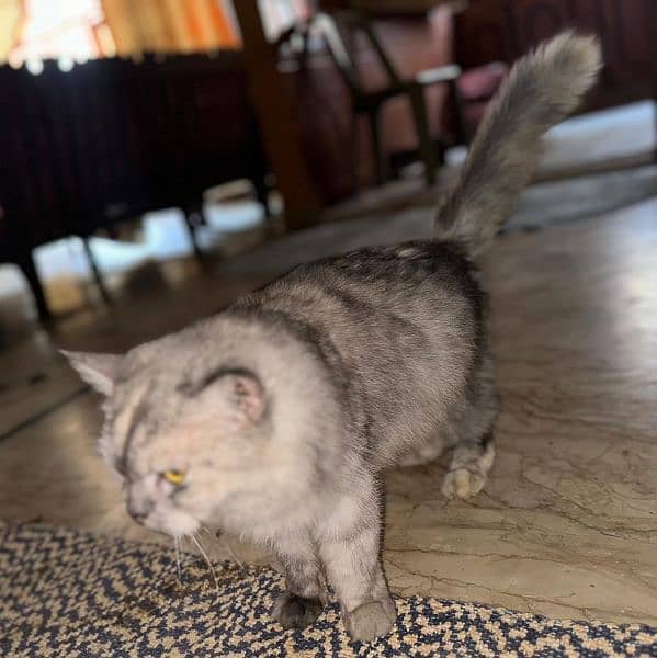 Pregnant persian cat for sale 2