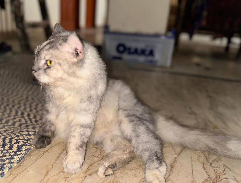 Pregnant persian cat for sale 4