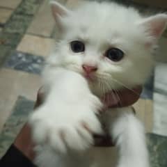 Persian Female kitten