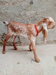 makhi chinay 2 Goat