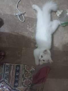 2  Persian cats for sale