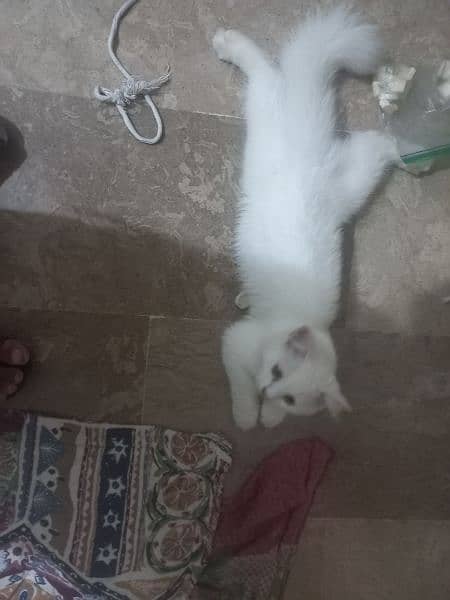 2  Persian cats for sale 0