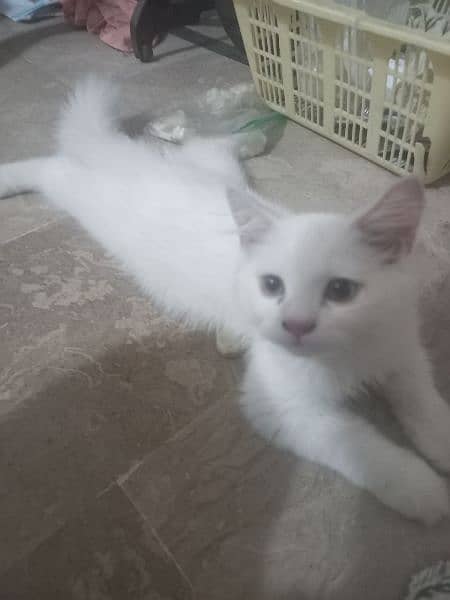 2  Persian cats for sale 1