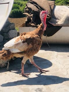 turkey bird for sale