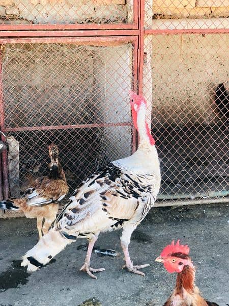 turkey bird for sale 3