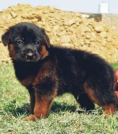 Germen shepherd puppies for sale