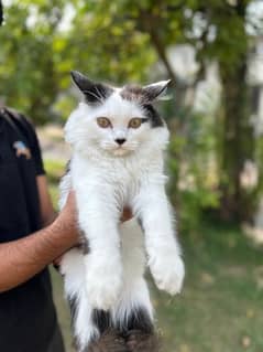 persian cat long tale breed