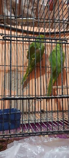 green parrot pair taking bhi karty ha