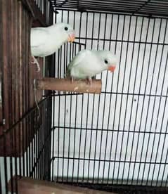 Albino black eyes pair full active and healthy 0