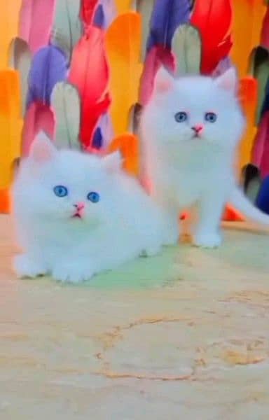 0334*37*31*678 My WhatsApp Number Persian kittens for urgent sale 1