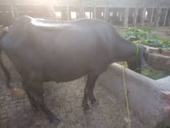 buffalo for sale