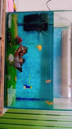 FISH AQUARIUM