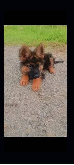 Top quality long coat female pup for sale 03135773131