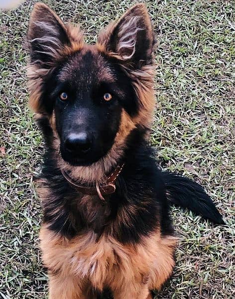 German Shepherd For Sale Long Cort fully Vaccinated All Documents 2