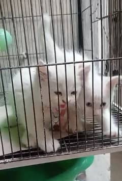 Persian Kittens Triple Coated Pair