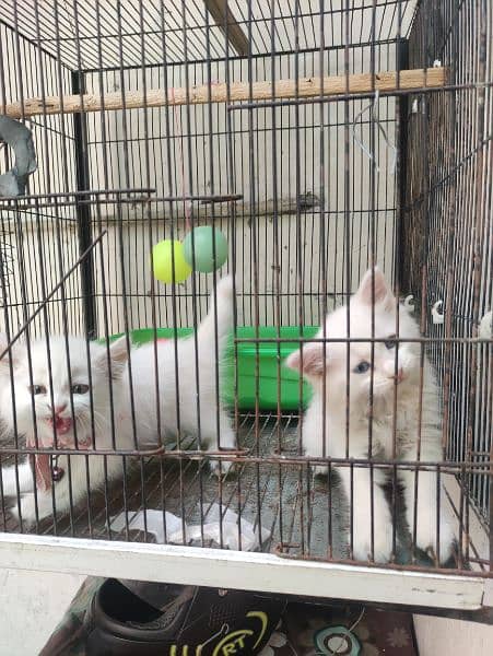 Persian Kittens Triple Coated Pair 2