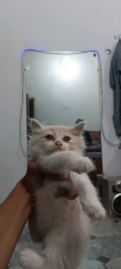 CALICO PERSIAN CATS