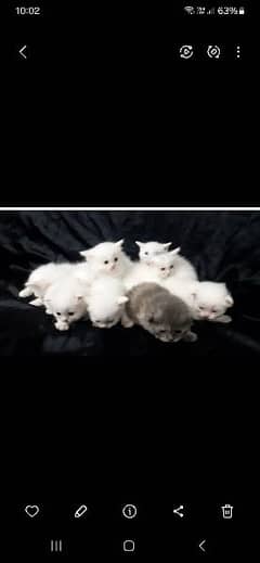 semi punch kittens Gary and white available triple coated