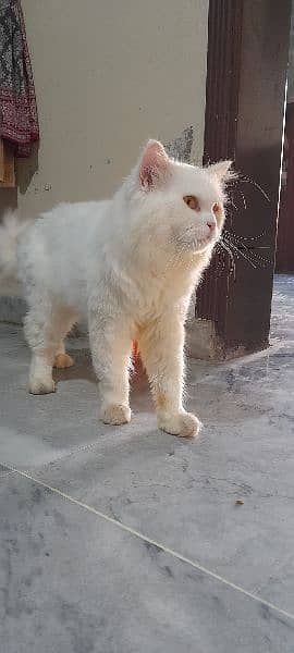 Persian cats pair 1