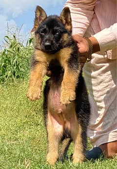 German shepherd dabal coat male age 2 months for sale show quality