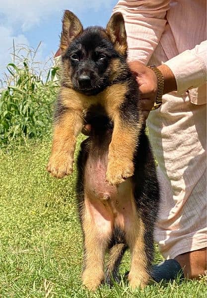 German shepherd dabal coat male age 2 months for sale show quality 0