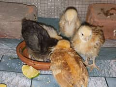 Hens(Chuzzy) Healthy and active