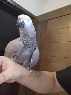 African grey parrot