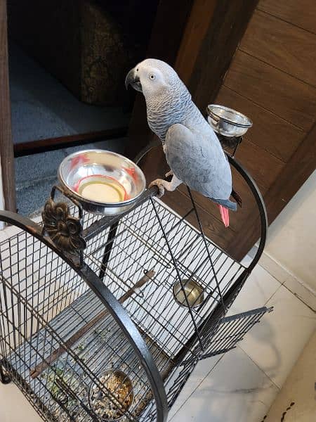 African grey parrot 1