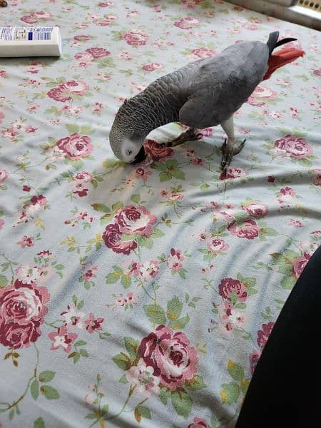 African grey parrot 2