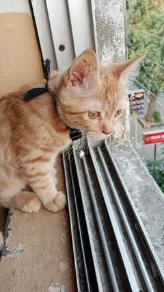 cute kitten for sell