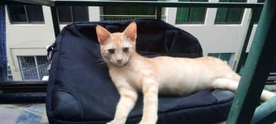 Ginger kitten for adoption