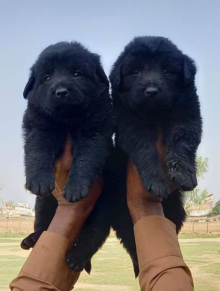 black German Shepherd long coat male female 2 month for sale 0