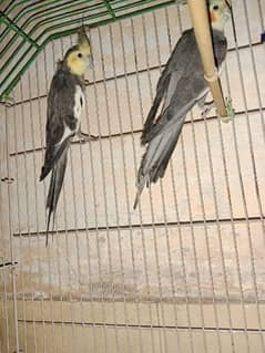 cockatiel parot for sale grey colour