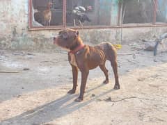 pittbul male for sale