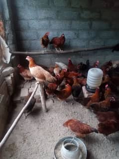 Golden Misri Desi Eggs laying hens