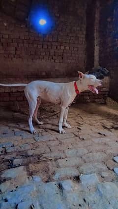 pure kohati gultair dog with six month age 0