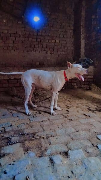 pure kohati gultair dog with six month age 0