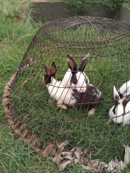 4 rabbit for sale 2 baby 3 month age & 2 parents 6