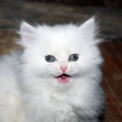 persian kitten for sale 0